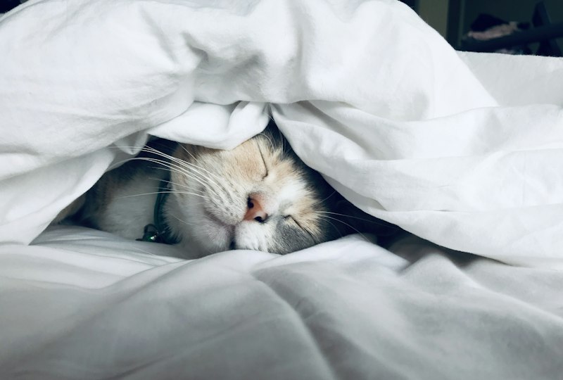 Descanso nocturno: la variable que determina tu apetito y tu energía
